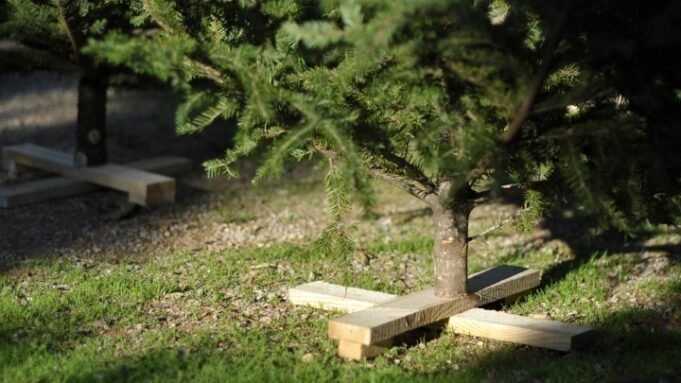 Θεσσαλονίκη: Ανακύκλωση των φυσικών χριστουγεννιάτικων δέντρων από τον Δήμο