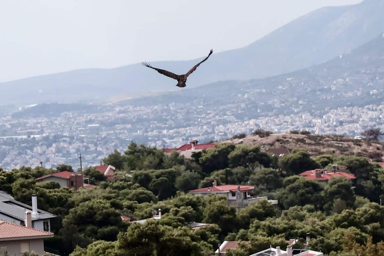 Εντυπωσιακές εικόνες από την απελευθέρωση δύο γερακίνων στην Πεντέλη