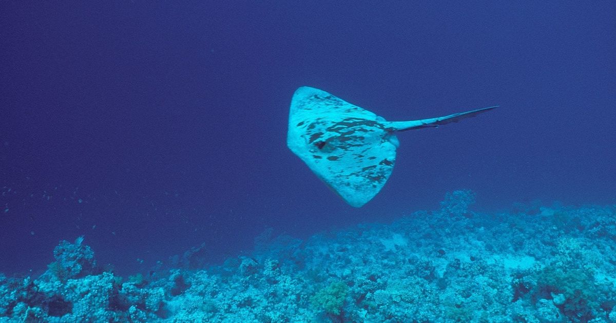 Σαλάχι τραυμάτισε γυναίκα που κολυμπούσε σε παραλία της Αμφιλοχίας – Νοσηλεύεται στο Νοσοκομείο Αγρινίου