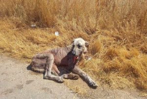 Νεκρό το σκελετωμένο σκυλί που αναζητούσαν να διασώσουν στο Αερινό