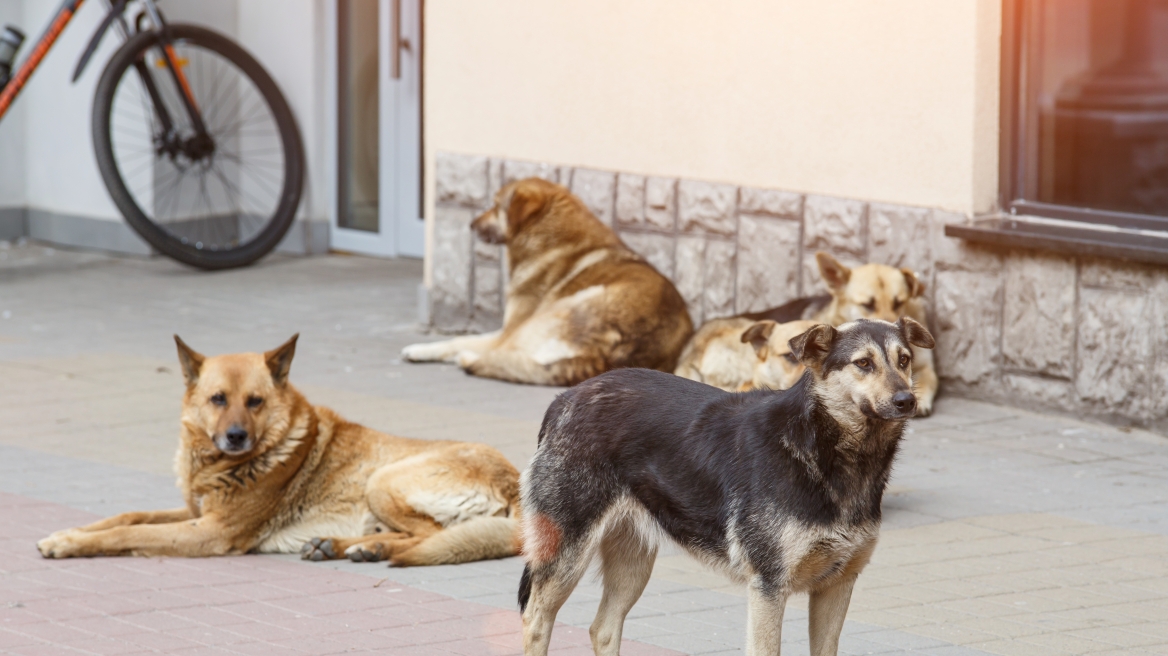 Δήμαρχος υποστηρίζει ότι το πρόβλημα με τα αδέσποτα λύνεται με … ευθανασία