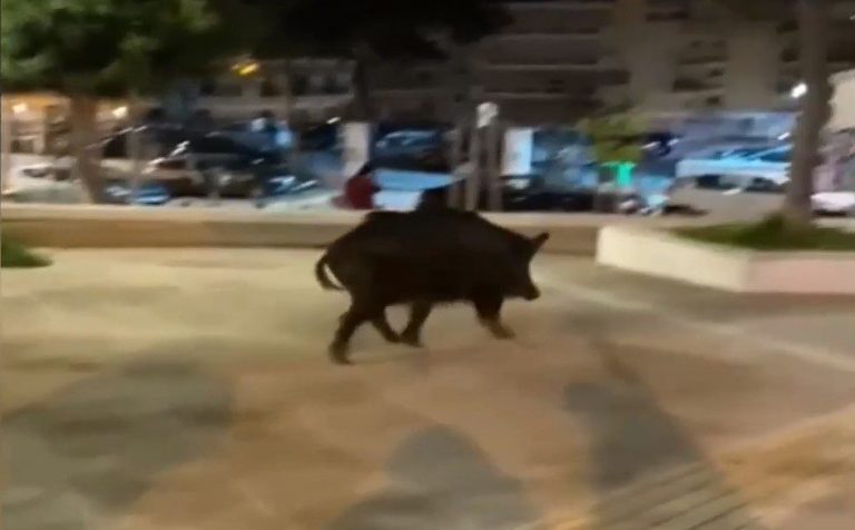 Θεσσαλονίκη: Αγριογούρουνο έκοβε βόλτες στο κέντρο της πόλης – Δείτε βίντεο
