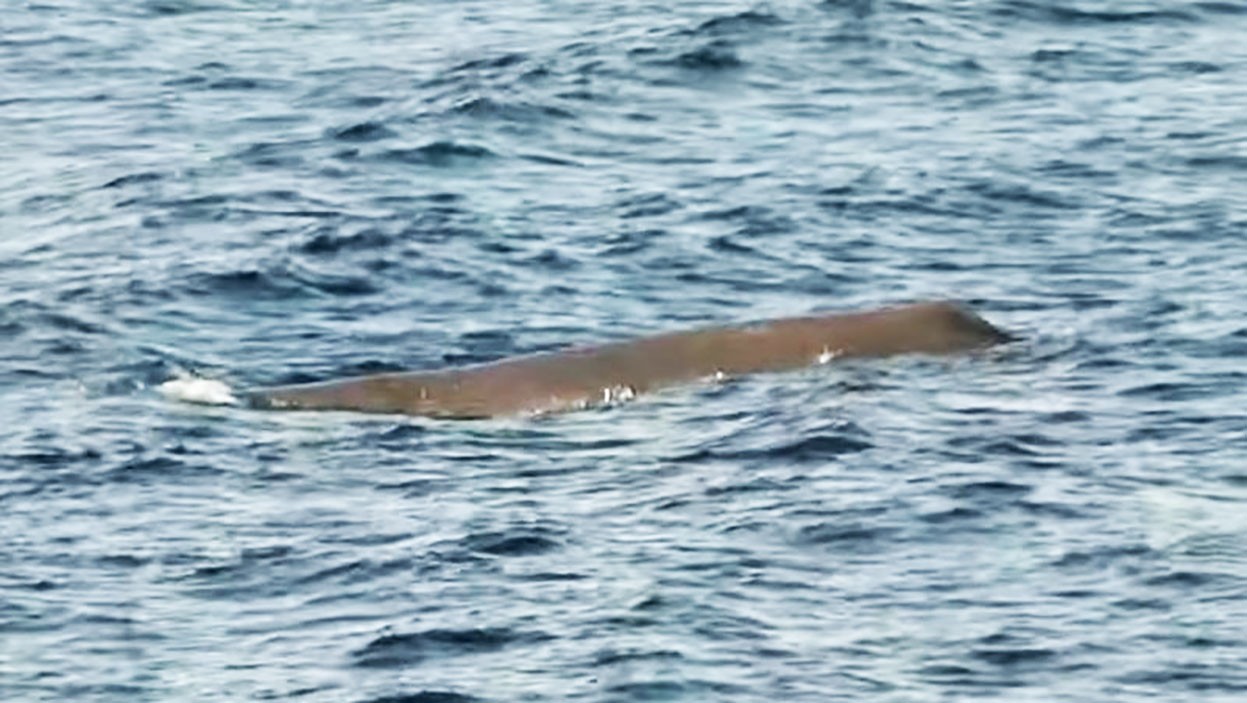 Φάλαινα φυσητήρας έκανε την εμφάνισή της στο Άστρο Κυνουρίας