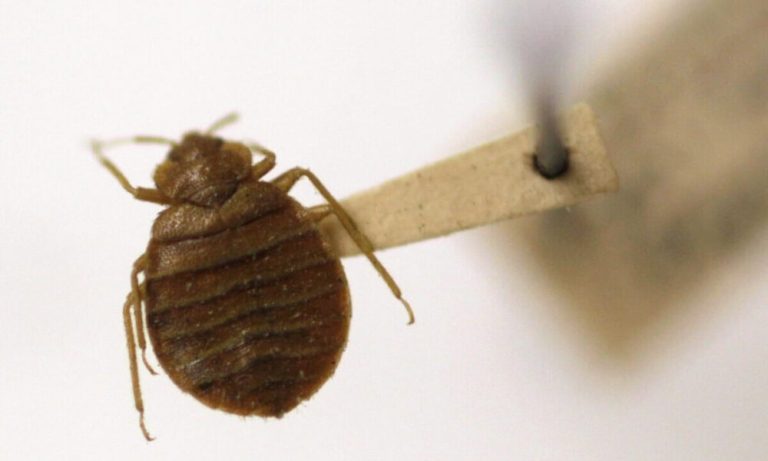 Γαλλία: Ο αριθμός των προσβολών από κοριούς αυξήθηκε κατά 50% τον Ιούνιο