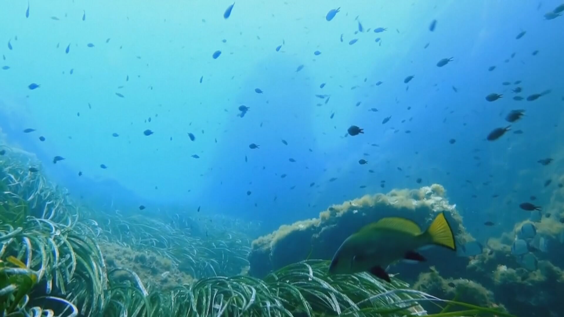 Θαλάσσια Πάρκα: Τι σηματοδοτεί η δημιουργία τους σε Ιόνιο και Αιγαίο