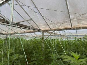 Εντοπίστηκε φυτεία 640 δενδρυλλίων κάνναβης στην Κίσσαμο Χανίων