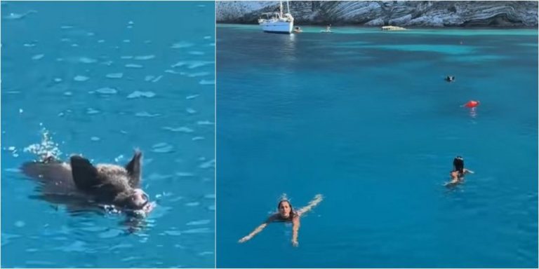 Αγριογούρουνο παίρνει στο κυνήγι τουρίστριες μέσα στη θάλασσα στην Ιθάκη