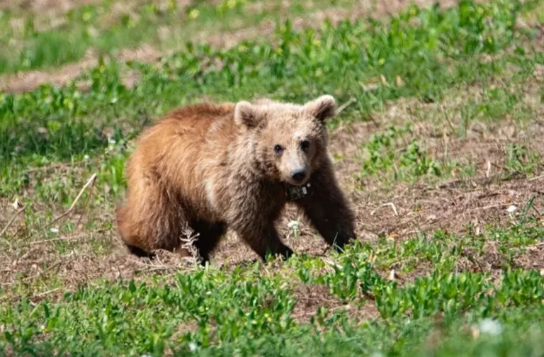Θανατηφόρο τροχαίο με θύμα αρκούδα στη Φλώρινα