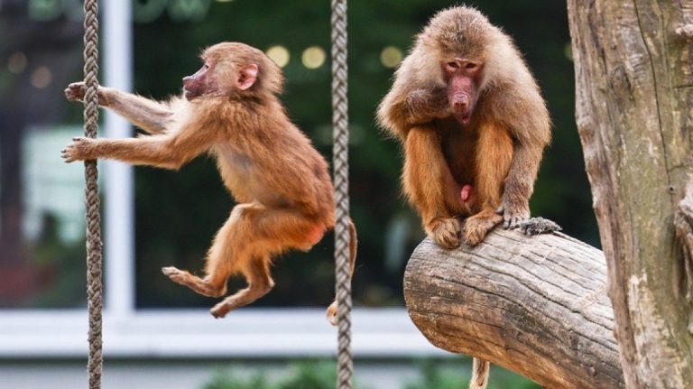 Σάλος στη Γερμανία: Ζωολογικός κήπος που σκότωσε 12 μπαμπουίνους και τους έριξε στα λιοντάρια