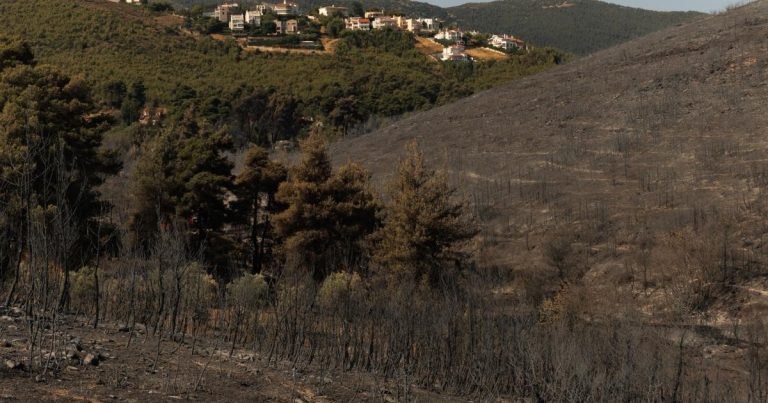 117 προσλήψεις σε έξι Δασαρχεία – Πώς υποβάλλετε αίτηση