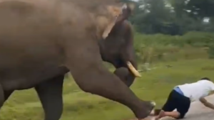 Τουρίστας πήγε να βγάλει selfie με ελέφαντα στην Ινδία και τον ποδοπάτησε