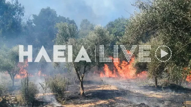 Φωτιά στα Λεχαινά Ηλείας