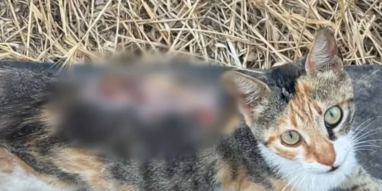 Κατά συρροή κτηνωδίες στην Πάρο -Κακοποιούν γάτες με καυστικό υγρό