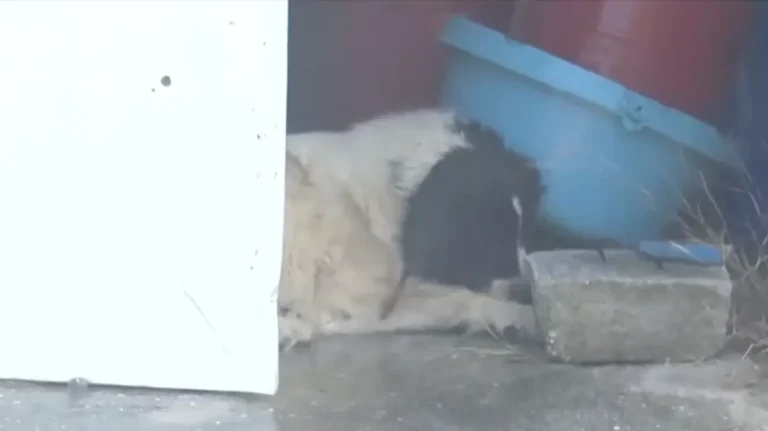 Σκύλος εγκλωβίστηκε στη φωτιά στην Κερατέα – Τον έσωσαν οι αστυνομικοί (βίντεο)