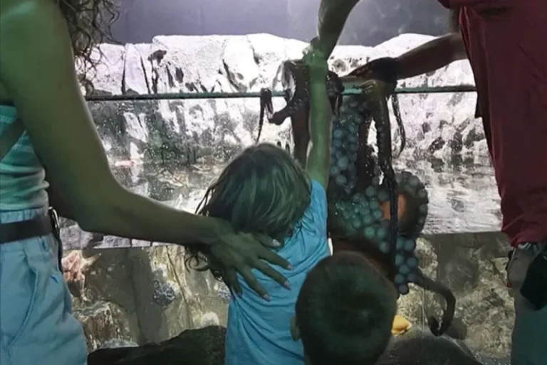 Εφιάλτης σε ενυδρείο στο Τέξας: Χταπόδι «γίγας» επιτέθηκε σε 6χρονο παιδί