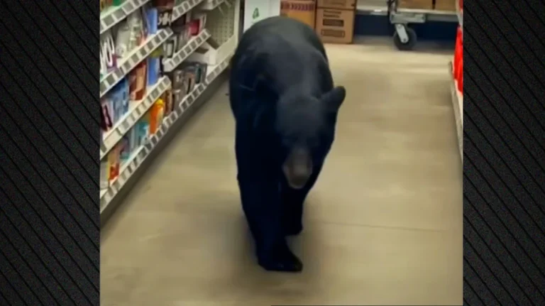 Σοκ στο Νιού Τζέρσεϊ: Αρκούδα επιτέθηκε σε 90χρονη σε κατάστημα – Δείτε βίντεο