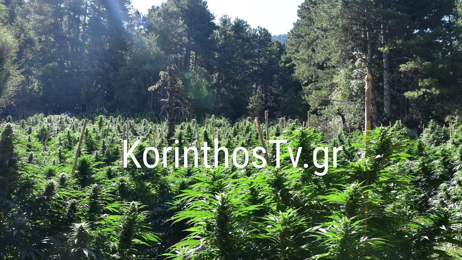 Ξυλόκαστρο: Εντοπίστηκε «ορφανή» φυτεία κάνναβης με 2.000 δενδρύλλια