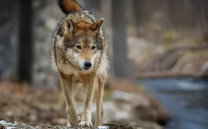 Χαλκιδική: Και δεύτερο περιστατικό με επίθεση λύκου σε παιδί 