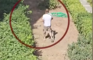 Σοκ στην Πεύκη: Άνδρας εκπαιδεύει κυνηγόσκυλα για να σκοτώνουν αδέσποτα γατάκια