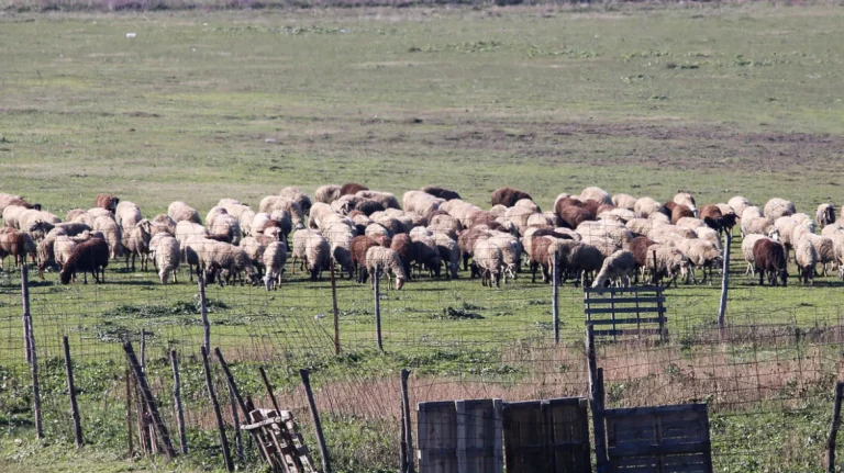 Ευλογιά των αιγοπροβάτων: 153 κτηνίατροι και ειδικοί στις περιοχές με κρούσματα