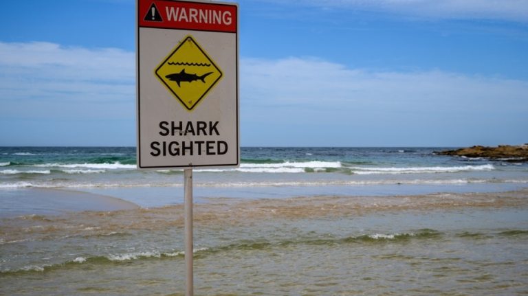 Σοκ στην Αυστραλία: Σέρφερ υπέκυψε στα τραύματα που υπέστη από επίθεση καρχαρία