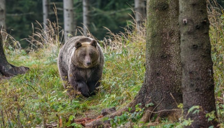 Επίθεση αρκούδας σε ηλικιωμένο στη Δόλιανη Ζαγορίου