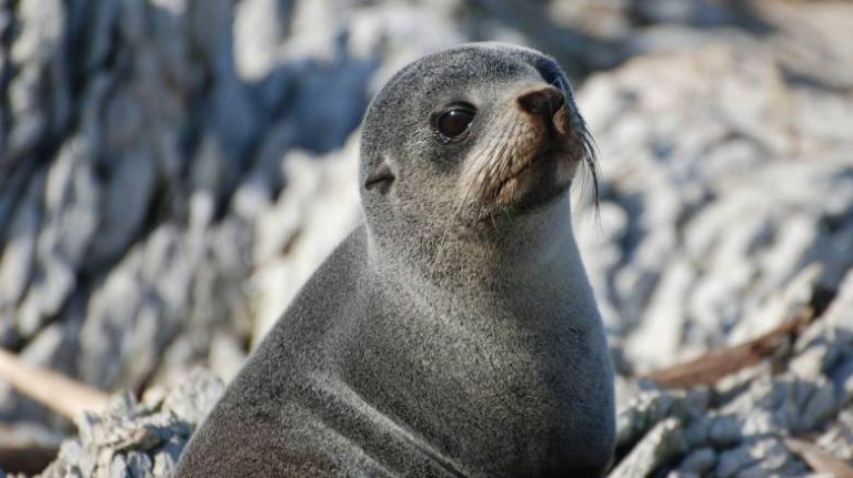 Απειλούμενα είδη: «Καμπανάκι» των επιστημόνων για πτηνά και φώκιες