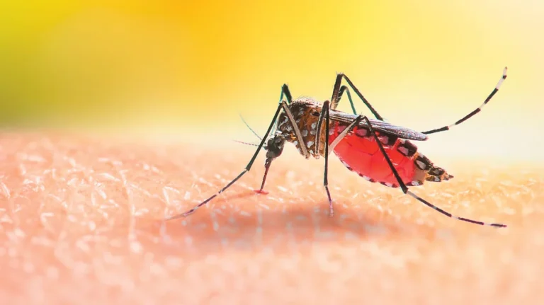 Κουνούπια εντοπίστηκαν για πρώτη φορά στην Ισλανδία 