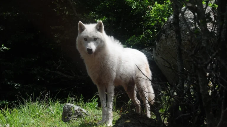 Εντοπίστηκε το πρώτο υβρίδιο λύκου – σκύλου στην Ελλάδα – Σε ποια περιοχή