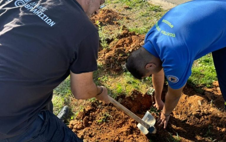 125 νέες δενδροφυτεύσεις από τον Δήμο Βριλησσίων