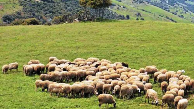 Ευλογιά αιγοπροβάτων: Δεύτερο επιβεβαιωμένο κρούσμα στην Κοζάνη