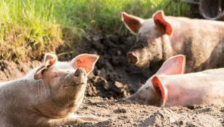 Ανησυχία στην Ισπανία: Εμφανίστηκαν έπειτα από 31 χρόνια κρούσματα αφρικανικής πανώλης των χοίρων