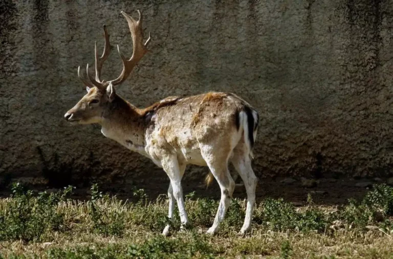 Φρίκη στο Οχάιο: Γυναίκα κατασπαράχθηκε από ελάφι που φρόντιζε για 12 χρόνια