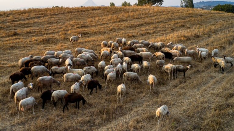 Περισσότερα από 20.000 ζώα θανατώθηκαν λόγω της ευλογιάς στις Σέρρες