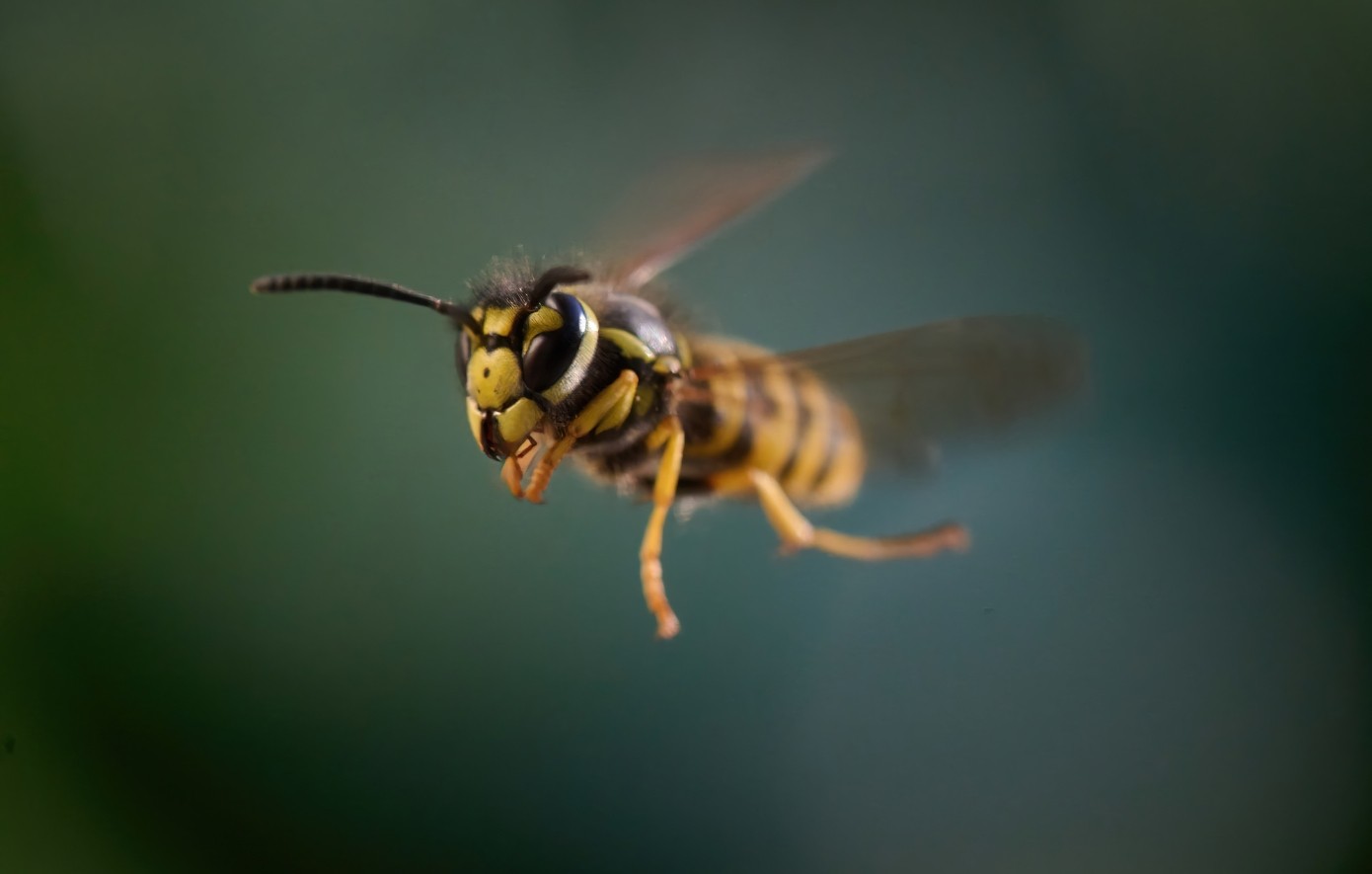 Πατέρας και γιος νεκροί μετά από επίθεση σμήνους ασιατικών σφηκών