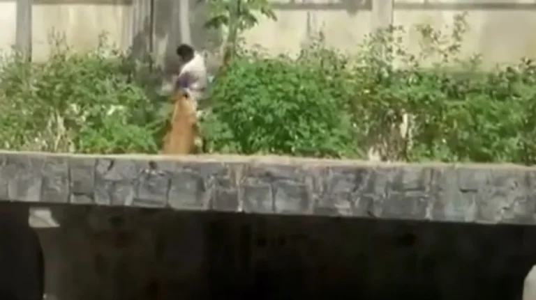 Σοκαριστικό βίντεο: 19χρονος μπήκε σε κλουβί ζωολογικού κήπου με λιοντάρια και τον κατασπάραξαν