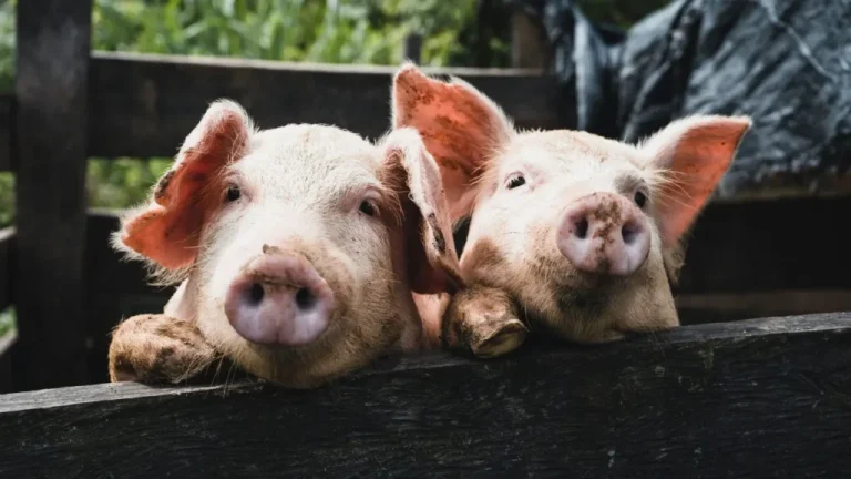 Ισπανία: Ο στρατός κινητοποιείται κατά της πανώλης των χοίρων