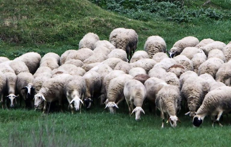 Τρεις άνδρες μπήκαν σε ξένο μαντρί και έσφαξαν 40 αρνιά, στην Κρήτη