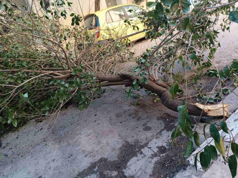 Αττική: Πτώσεις δέντρων από ανέμους έως 6 μποφόρ