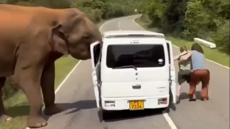 Τρόμος για Ρώσους τουρίστες στη Σρι Λάνκα: Τους επιτέθηκε ελέφαντας όταν προσπάθησσν να τον ταΐσουν