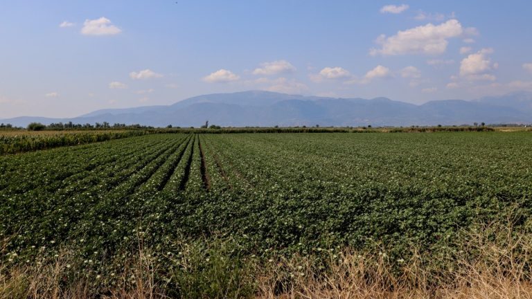 ΕΛΓΑ: Πληρωμή 6,4 εκατ. ευρώ για ζημιές από τον παγετό την άνοιξη του 2025