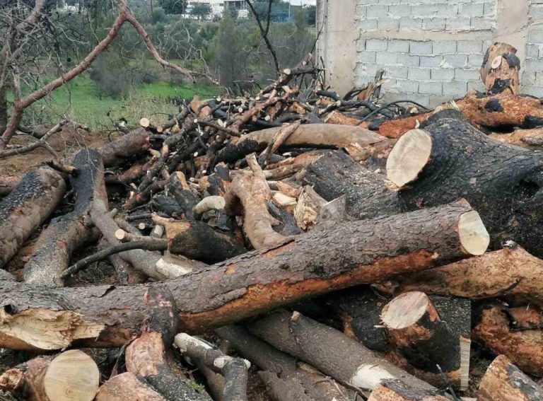 Δωρεάν διανομή καυσόξυλων, από τον Δήμο Σπάτων-Αρτέμιδος