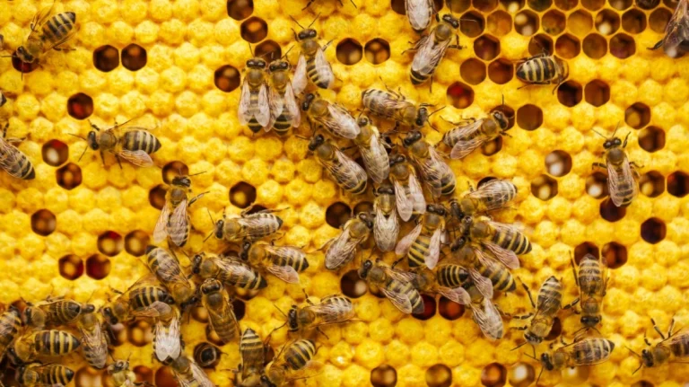 Πού πάνε οι μέλισσες και οι σφήκες τον χειμώνα