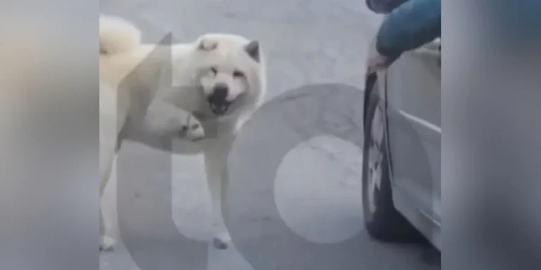 Απίστευτο συμβάν στη Θεσσαλονίκη: Άνδρας τραβούσε το σκύλο του με λουρί ενώ οδηγούσε 