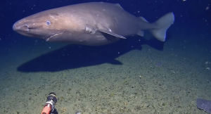 Καρχαρίας καταγράφηκε για πρώτη φορά στα παγωμένα νερά της Ανταρκτικής