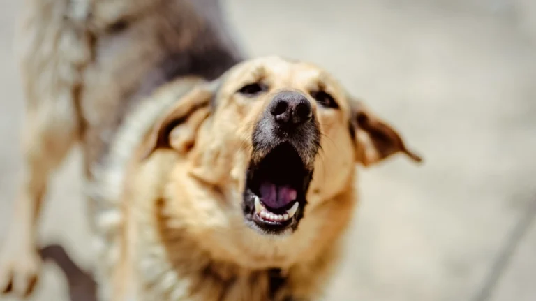 Λασίθι: Συνελήφθη 35χρονος που κατηγορείται ότι εγκατέλειψε τον σκύλο του