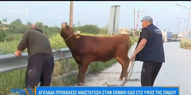 Αγελάδα προκάλεσε αναστάτωση στην Εθνική Οδό στη Σίνδο – Δείτε βίντεο