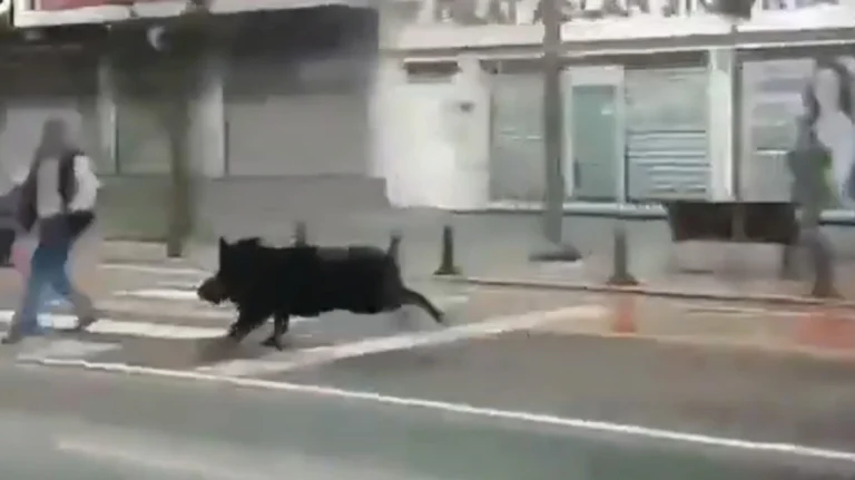 Βίντεο: Αγριογούρουνο εισέβαλε σε πολυσύχναστο δρόμο της Τουρκίας και άρχισε να τρέχει